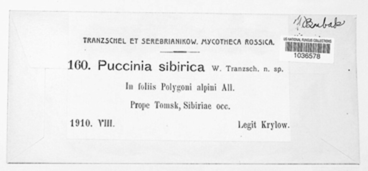 Puccinia sibirica image